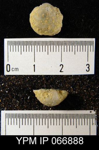 Productella hallana