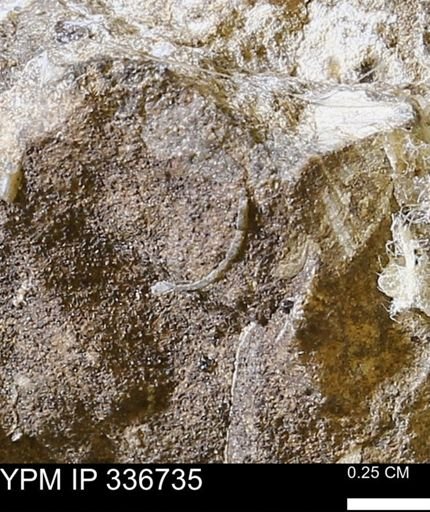 undet. Mollusca