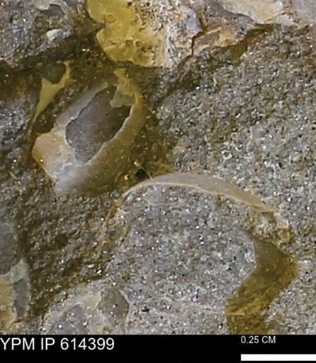 Limopsis striatopunctatus