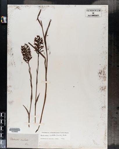 Habenaria