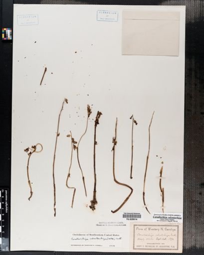 Corallorrhiza