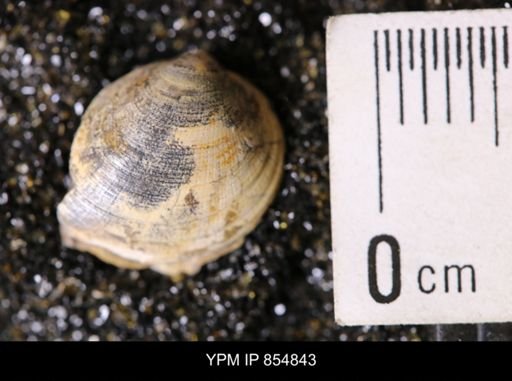 Limopsis striatopunctatus