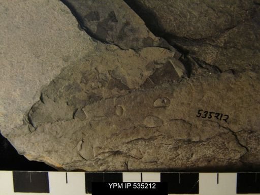 undet. Ostracoda