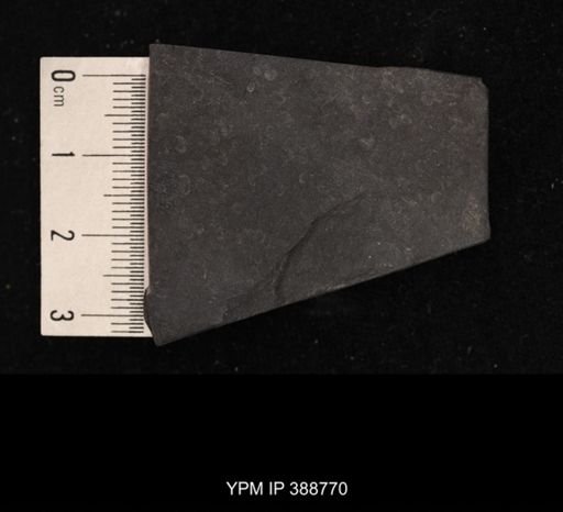 undet. Spinicaudata