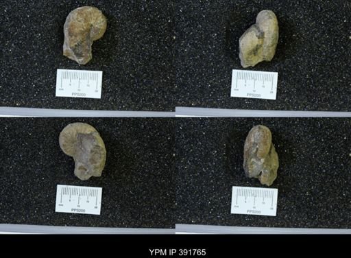 Scaphites whitfieldi