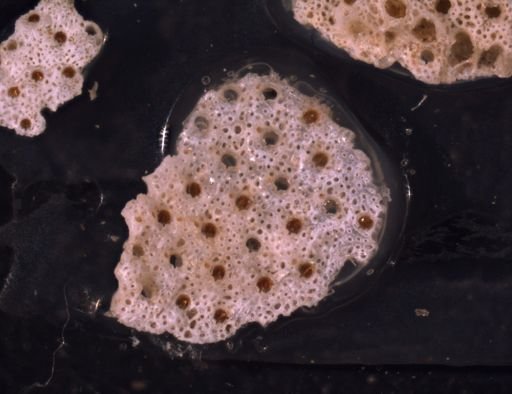 Myriozoella plana