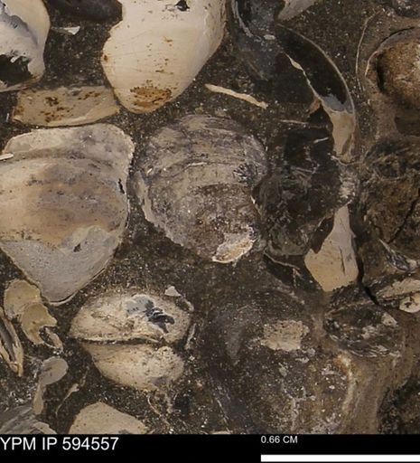 Protocardia sp.