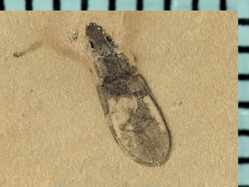 Staphylinidae?