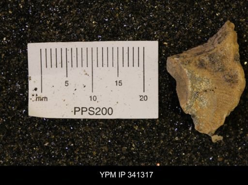 Scaphites sp.