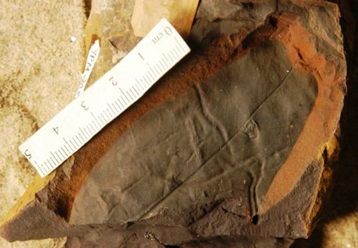Liriodendropsis simplex