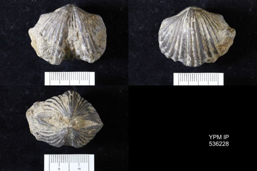 Vinlandostrophia ponderosa