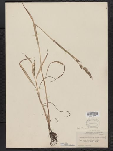 Echinochloa pungens