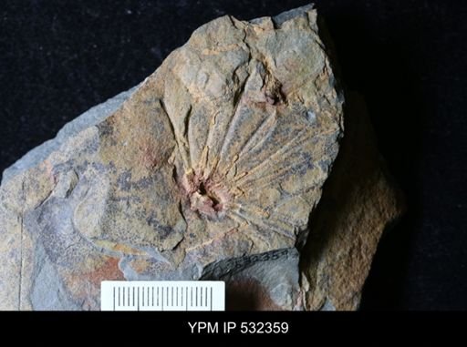 Eocrinoidea?
