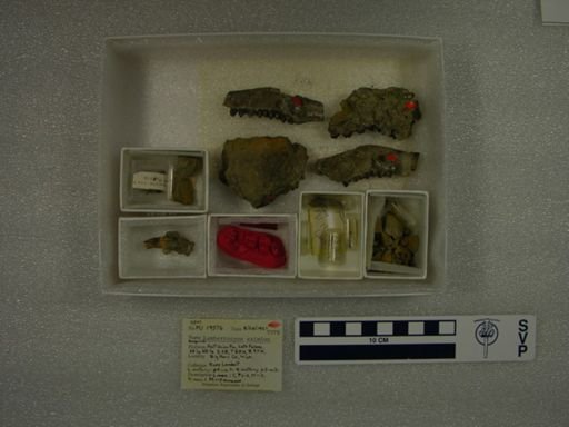 Lambertocyon eximius