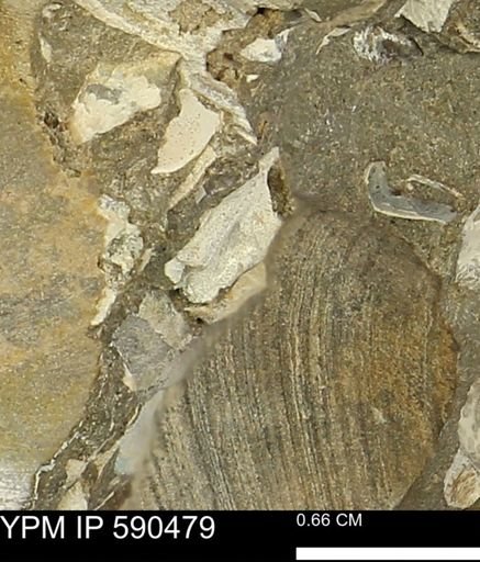 undet. Bivalvia