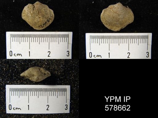Cleiothyridina sublamellosa