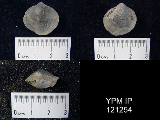 Atrypa sp.