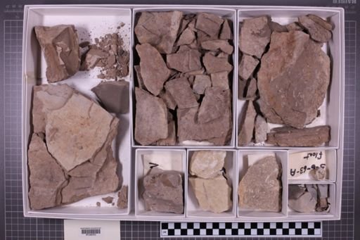 mixed taxa, stratigraphic collection