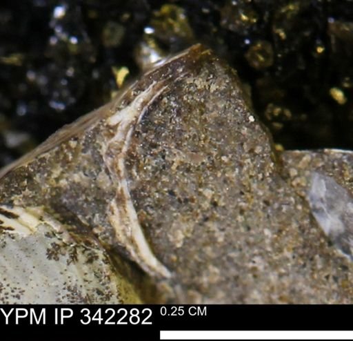 undet. Scaphitidae