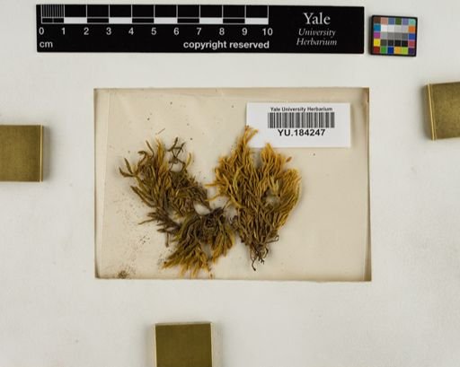 Plantae