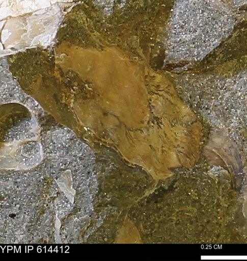 Ammonoidea