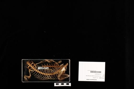 Gerrhosaurus validus