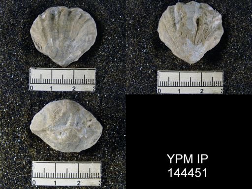 Streptorhynchus (Kiangsiella) pectiniformis