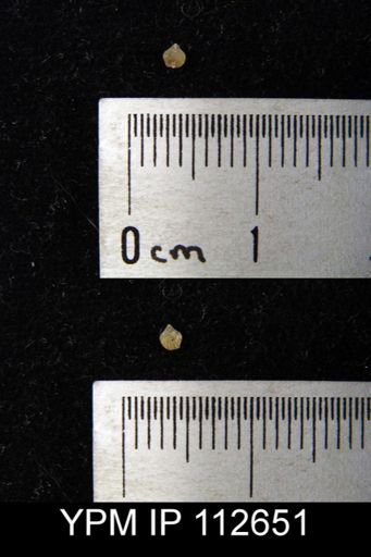 Zygospira sp.