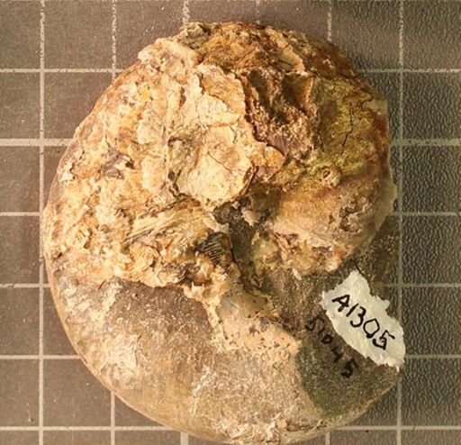 Hoploscaphites nicolletii