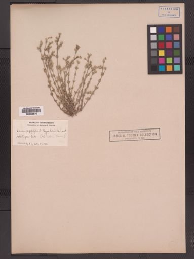 Arenaria serpyllifolia
