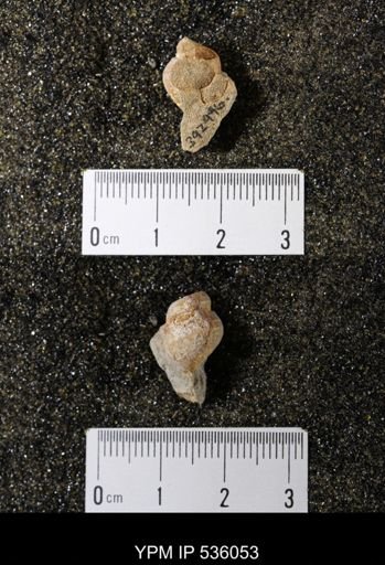Tulotoma thompsoni