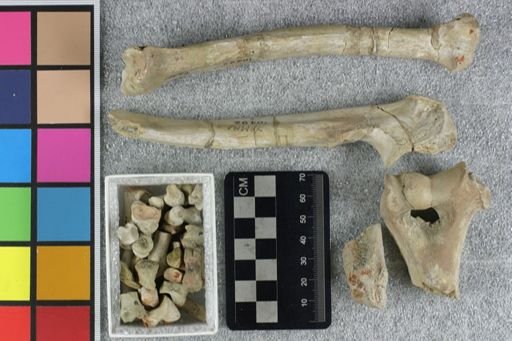 Mesonyx dakotensis