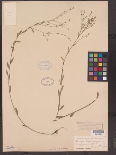 Linum virginianum