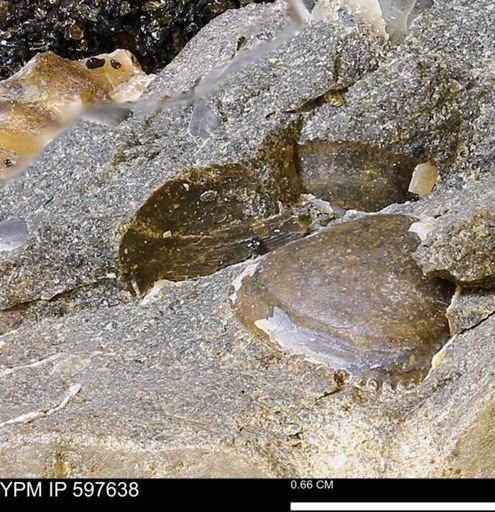 undet. Bivalvia