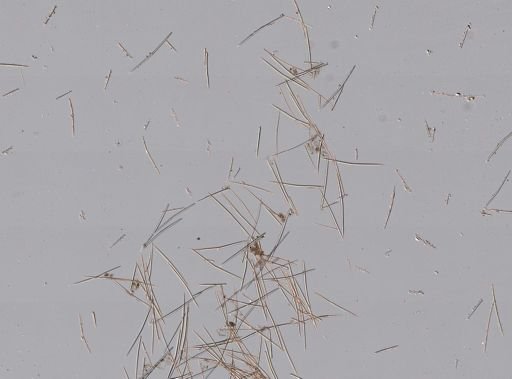 Halichondria panicea