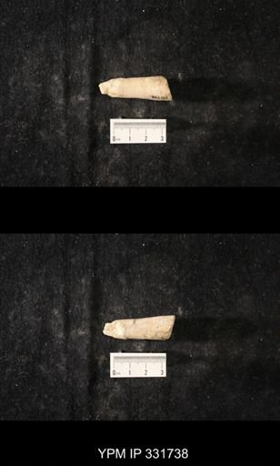 Orthoceras sociale