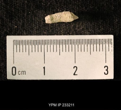 Archaeocidaris sp.