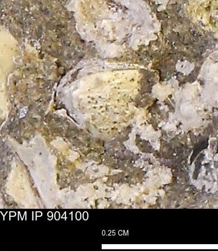 Corbulamella?