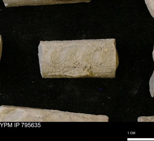 Baculites sp.