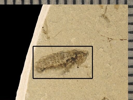 undet. Cicadellidae