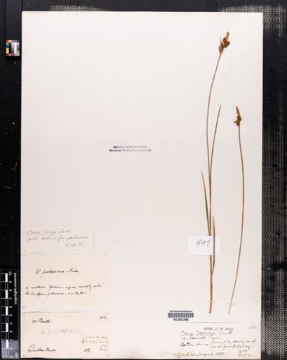 Carex