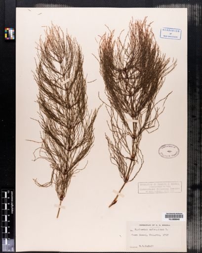 Equisetum sylvaticum