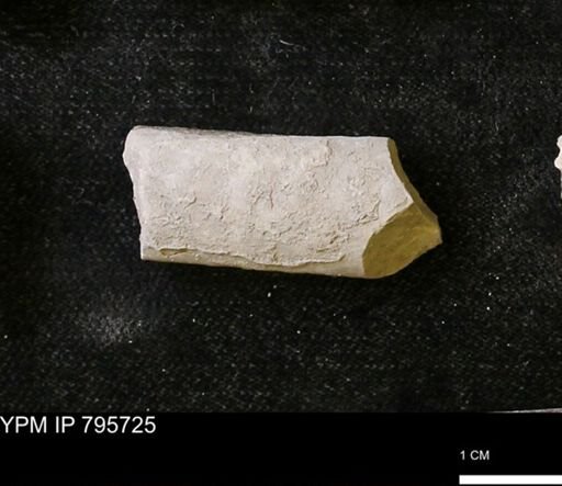 Baculites sp.