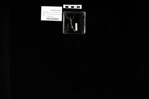 Holaspis guentheri
