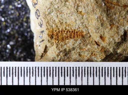 undet. Stelleroidea