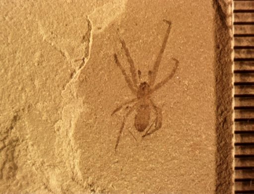 undet. Araneida