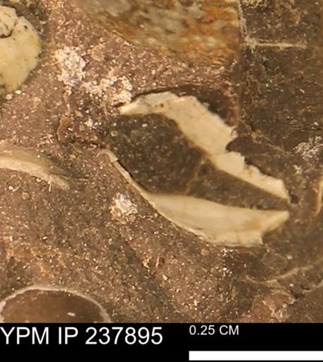 Limopsis striatopunctatus