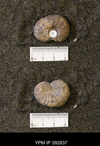 Scaphites sp.