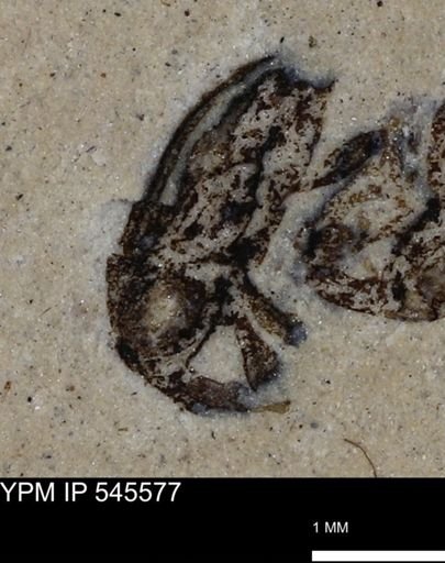 undet. Curculionidae