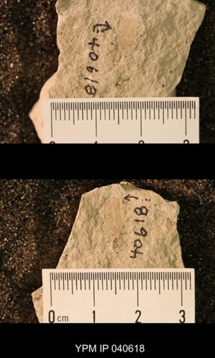 Probnis speciosa